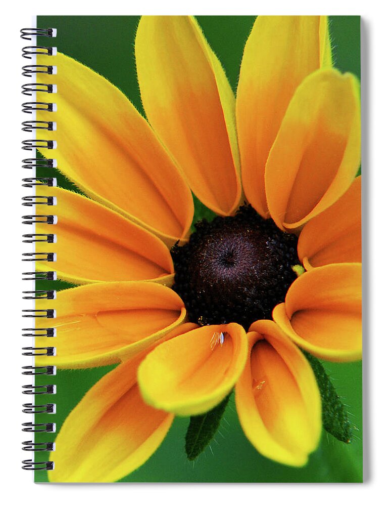 Yellow Flowers Spiral Notebook featuring the photograph Yellow Flower Black Eyed Susan by Christina Rollo