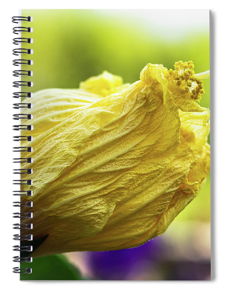 Outdoors Spiral Notebook featuring the photograph Yellow mature hibiscus by Silvia Marcoschamer