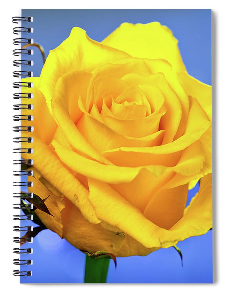 Slovenia Spiral Notebook featuring the photograph Yellow Rose by © Karmen Smolnikar