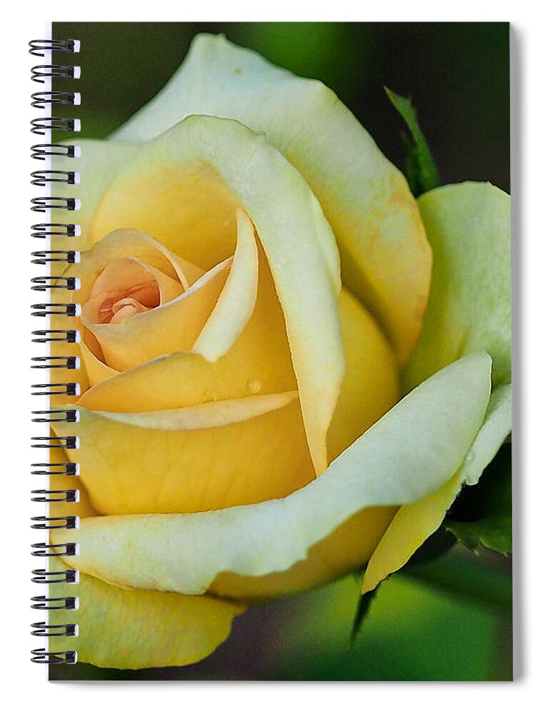 Rose Spiral Notebook featuring the photograph Yellow Rose 2 by Jerry Connally