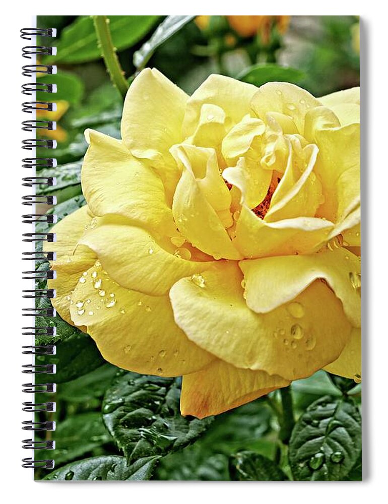 Flowering Plant Spiral Notebook featuring the photograph Yellow rose close up by Martin Smith