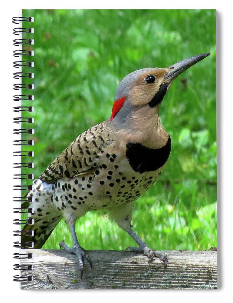 Woodpeckers Spiral Notebook featuring the photograph Yellow-shafted Northern Flicker by Linda Stern