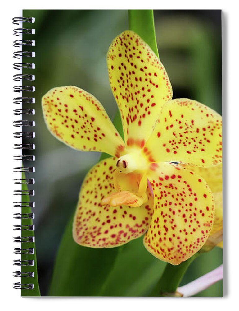 Orchids Spiral Notebook featuring the photograph Yellow Spotted Orchids by Rory Ivey