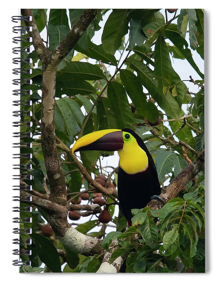 Toucan Spiral Notebook featuring the photograph Yellow-throated Toucan by Patrick Nowotny