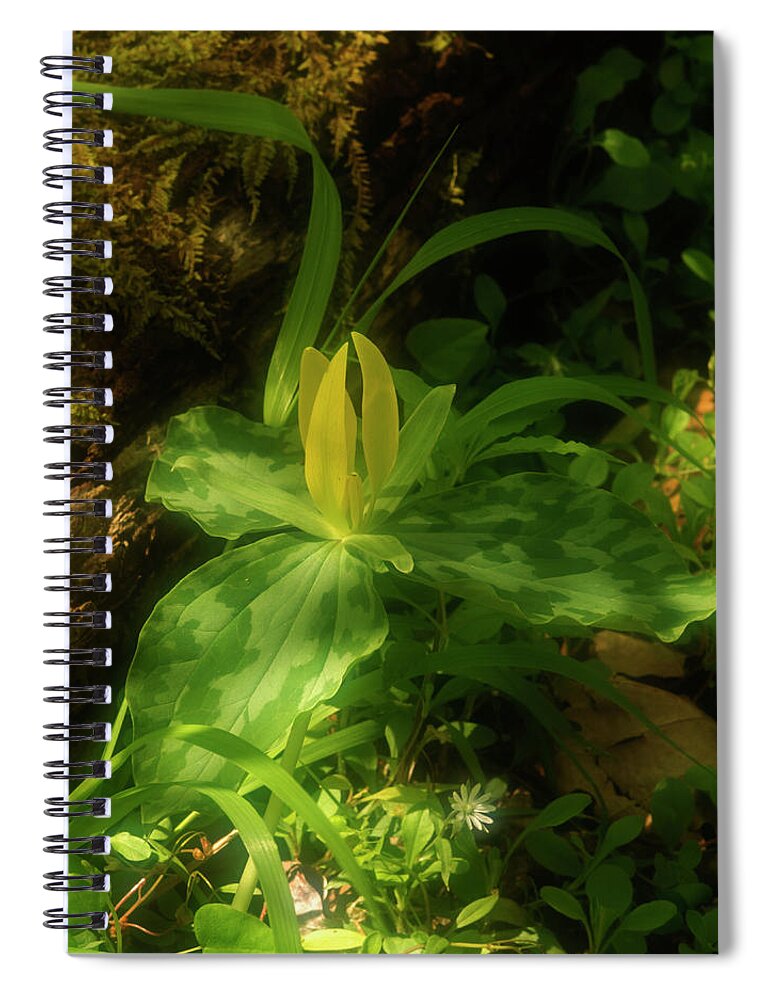 Southern Usa Spiral Notebook featuring the photograph Yellow Trillium, Trillium Luteum In by Jerry Whaley