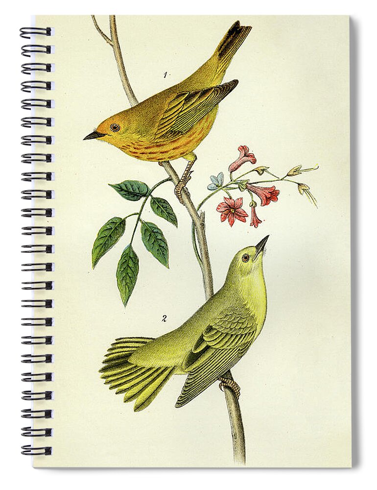 Bird Spiral Notebook featuring the mixed media Yellow Warbler by Unknown