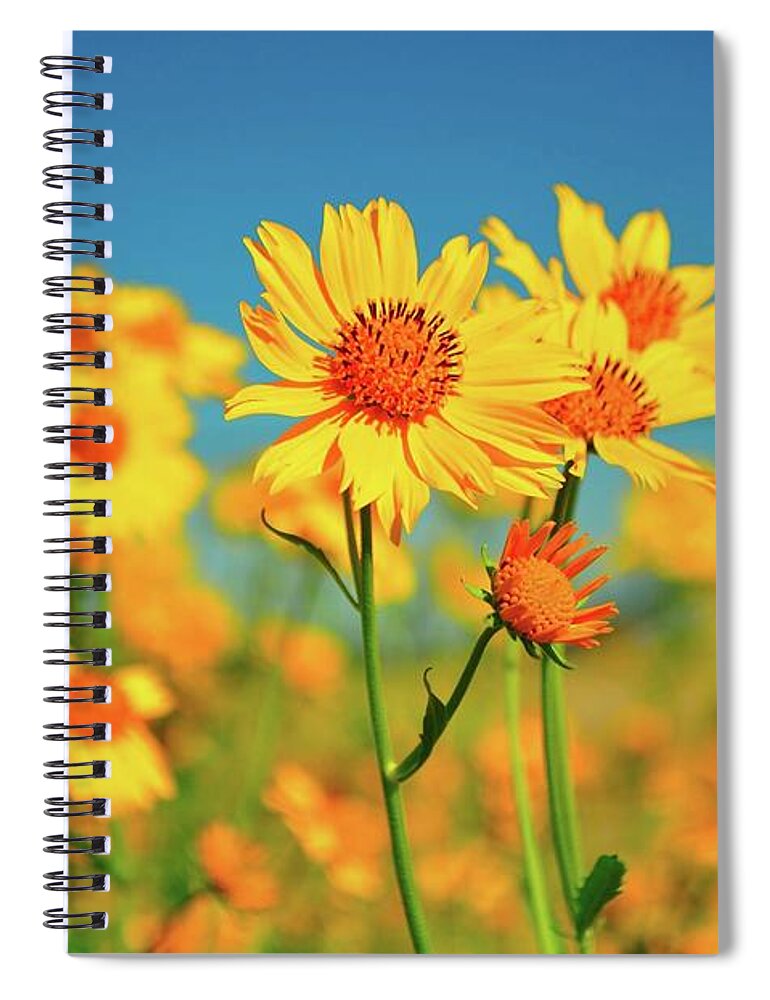 New Mexico Spiral Notebook featuring the photograph Yellow Wildflowers by Sandy L. Kirkner