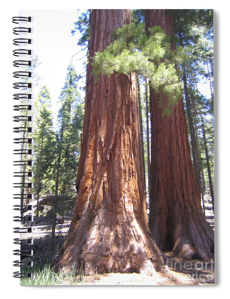 Yosemite Spiral Notebook featuring the photograph Yosemite National Park Mariposa Grove Twin Giant Ancient Trees by John Shiron