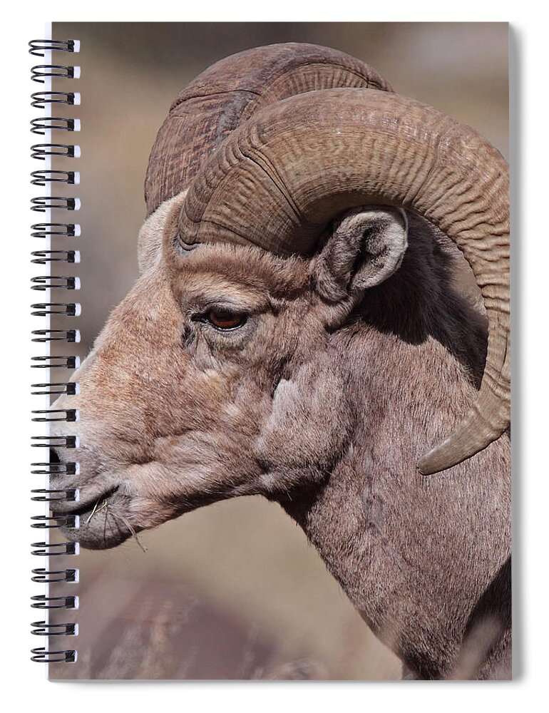 Horned Spiral Notebook featuring the photograph Young Bighorn Sheep by Hammerchewer (g C Russell)