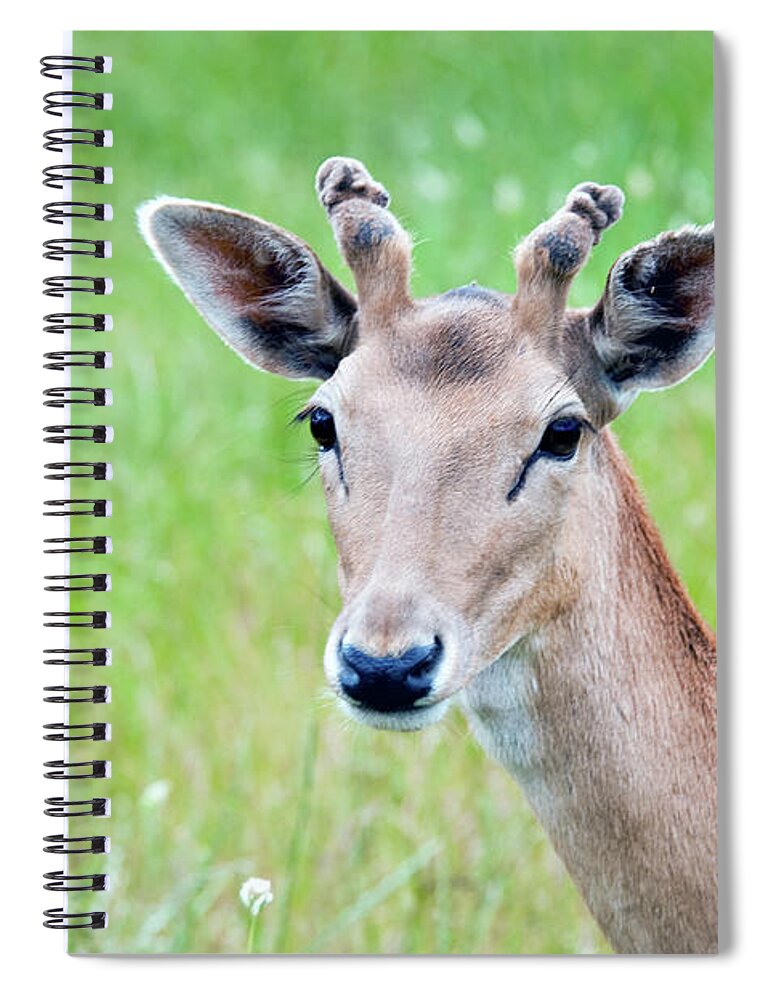 Grass Spiral Notebook featuring the photograph Young Fawn, Red Fallow Deer Buck by Sharon Vos-arnold