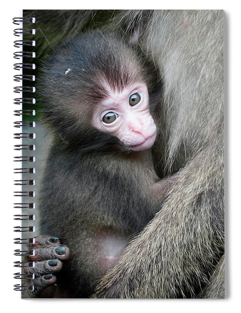 00648212 Spiral Notebook featuring the photograph Young Japanese Macaque by Hiroya Minakuchi