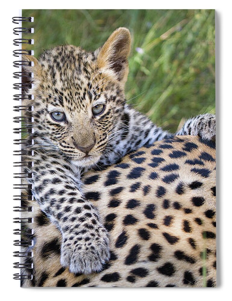 Suzi Eszterhas Spiral Notebook featuring the photograph Young Leopard Cub Atop Mother by Suzi Eszterhas