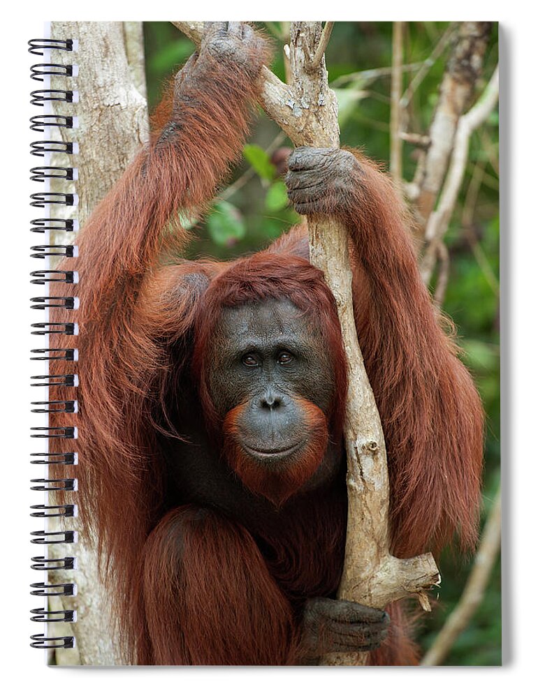 Suzi Eszterhas Spiral Notebook featuring the photograph Young Male Orangutan In Tree by Suzi Eszterhas