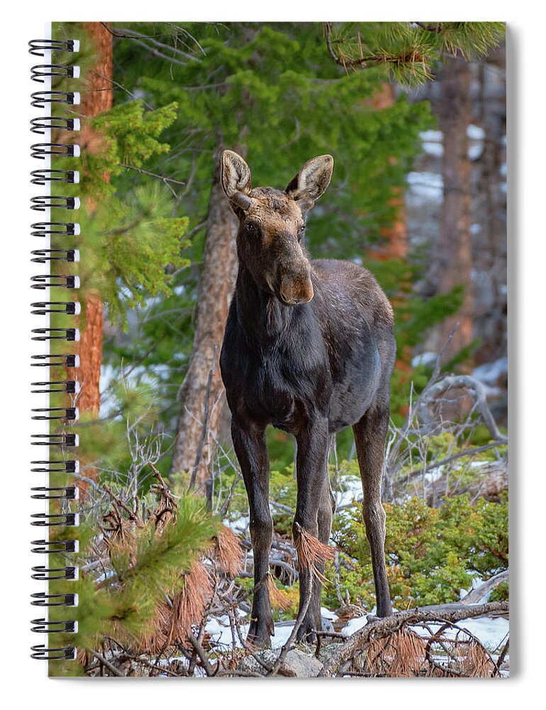 Moose Spiral Notebook featuring the photograph Young Moose in the Morning Forest by Gary Kochel