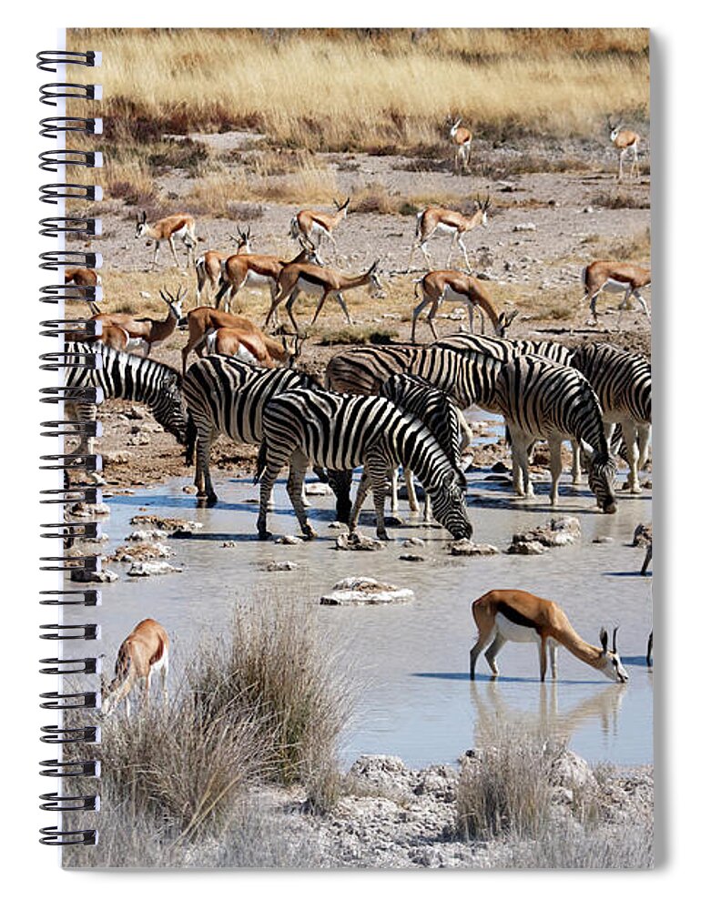 Grass Spiral Notebook featuring the photograph Zebra And Springbok Drinking At A by Jlr