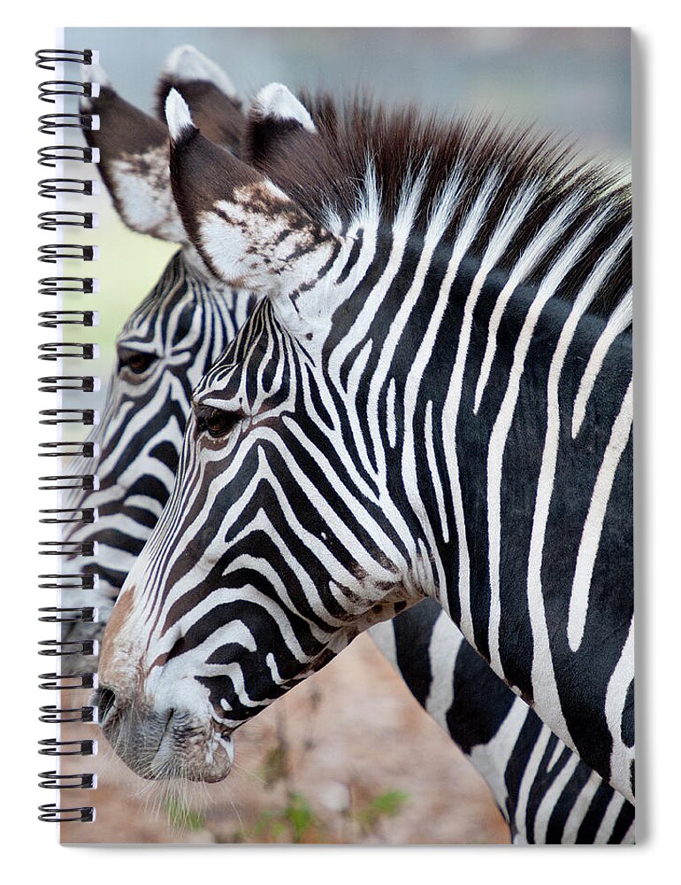 Animal Themes Spiral Notebook featuring the photograph Zebra by Bronco - J. Heiligensetzer