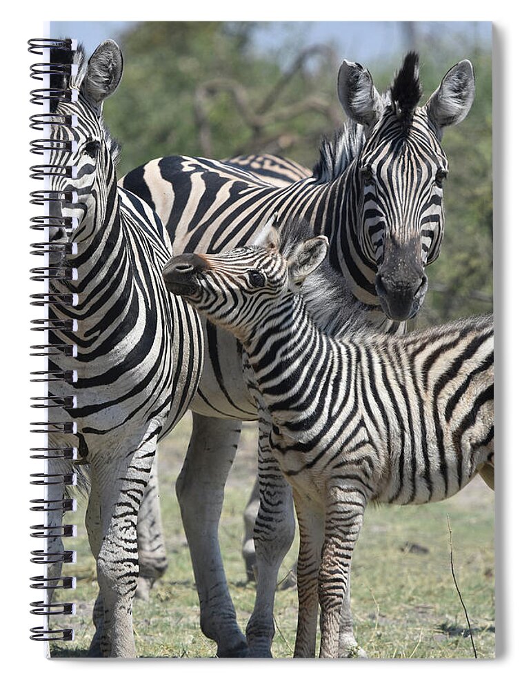 Zebra Spiral Notebook featuring the photograph Zebra Family by Ben Foster