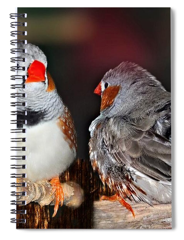 Birds Spiral Notebook featuring the photograph Zebra Finch .. Australia by Elaine Manley