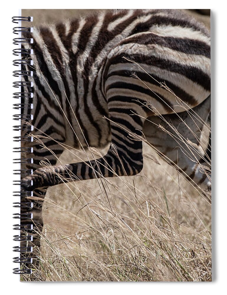 Africa Spiral Notebook featuring the photograph Zebra Calf Scratches Itself by Steve Somerville
