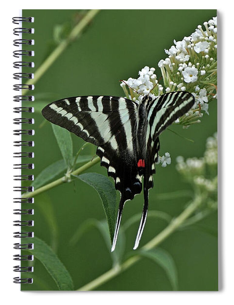 Zebra Swallowtail Spiral Notebook featuring the photograph Zebra Swallowtail on Butterfly Bush by Robert E Alter Reflections of Infinity