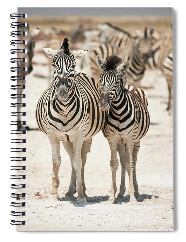 Grass Spiral Notebook featuring the photograph Zebras At Water Hole by Bjarte Rettedal