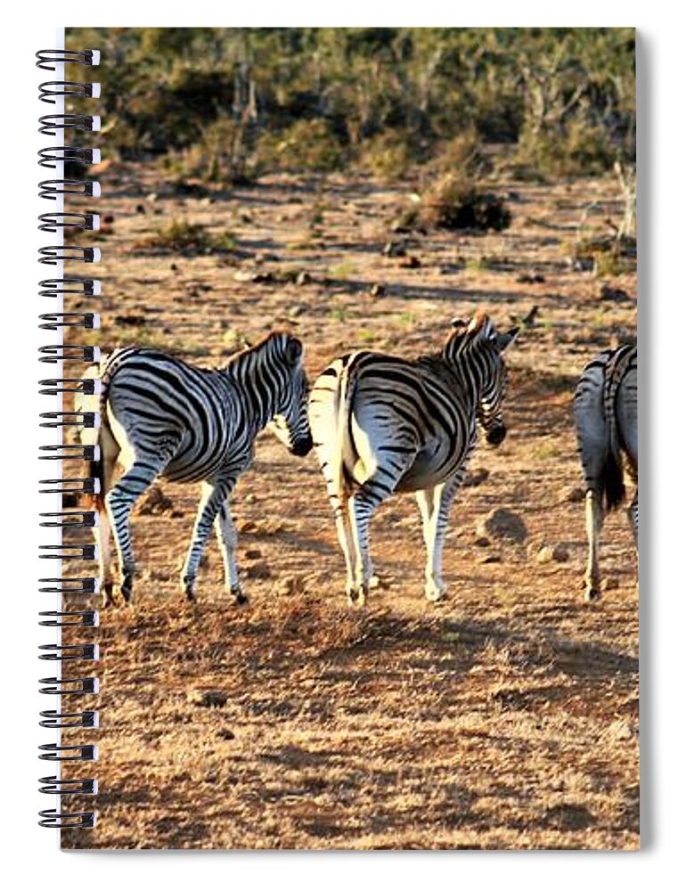 Zebra Spiral Notebook featuring the photograph Zebras by FD Graham