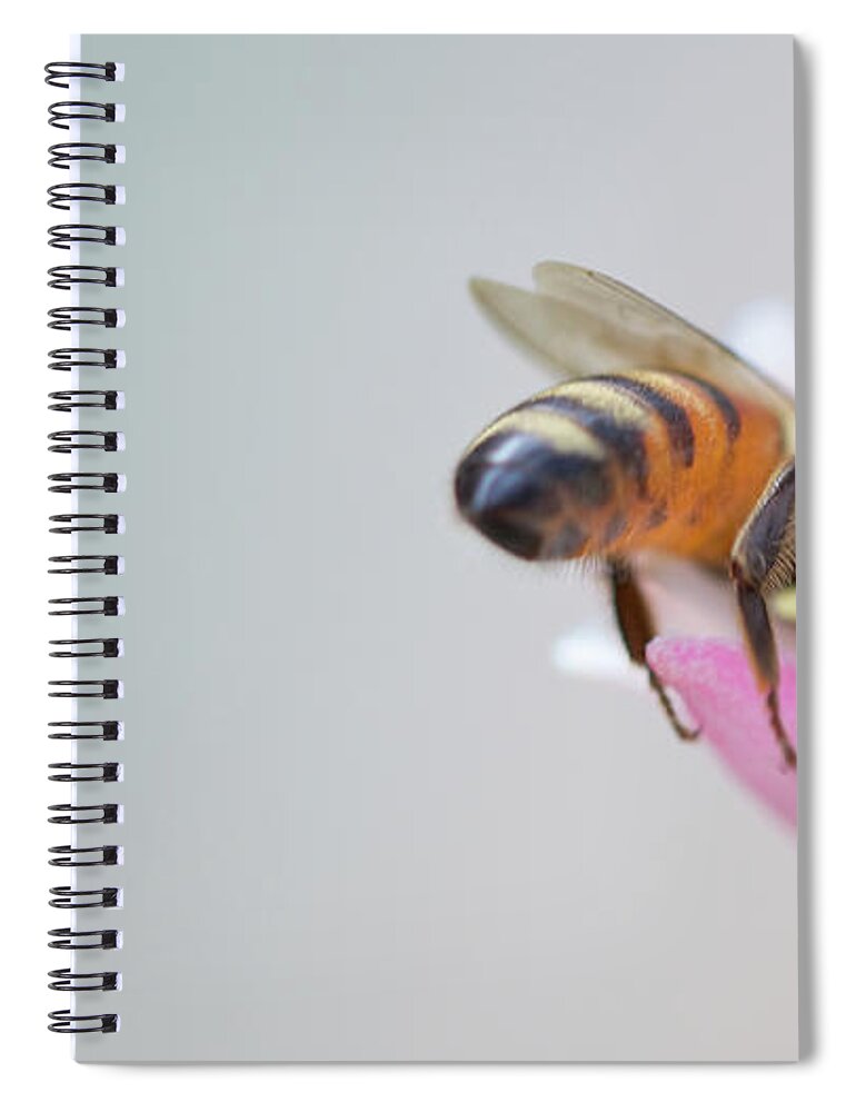 Insect Spiral Notebook featuring the photograph Zilker by Vaillancourt Photography