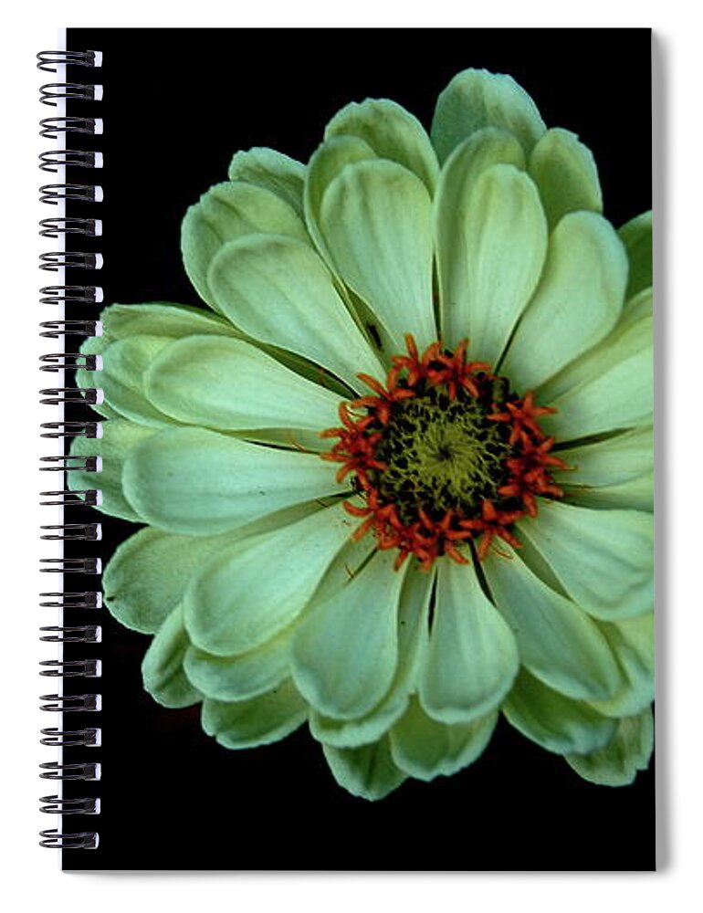 Flower Spiral Notebook featuring the photograph Zinnia Joy by Allen Nice-Webb