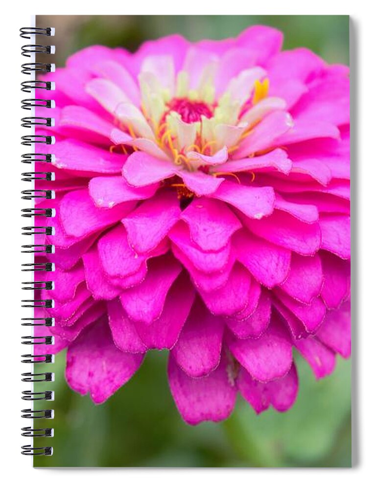 Flowers Spiral Notebook featuring the photograph Zinnia Variation 2 by Ali Baucom