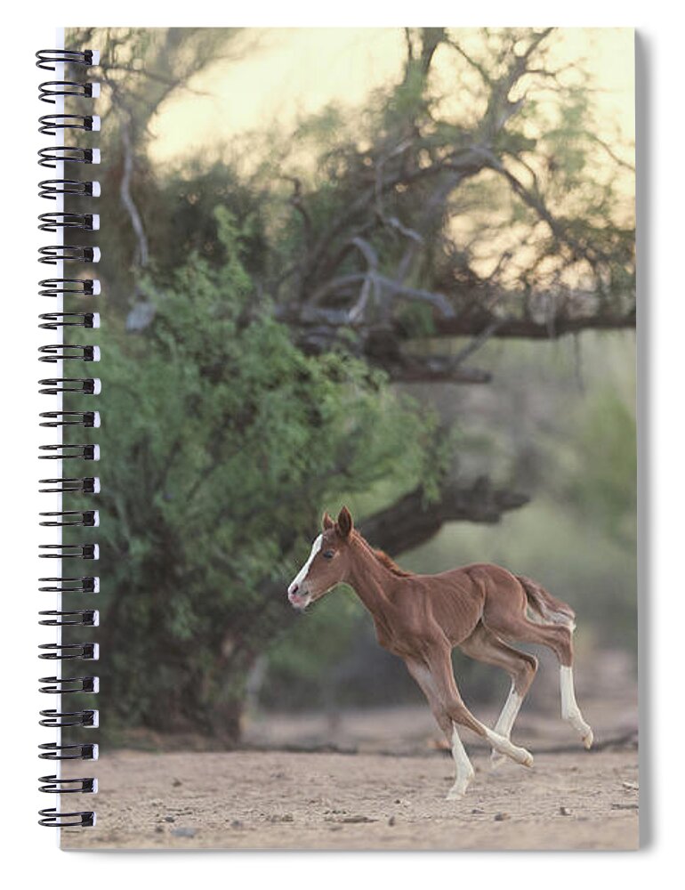 Cute Spiral Notebook featuring the photograph Zoomies by Shannon Hastings