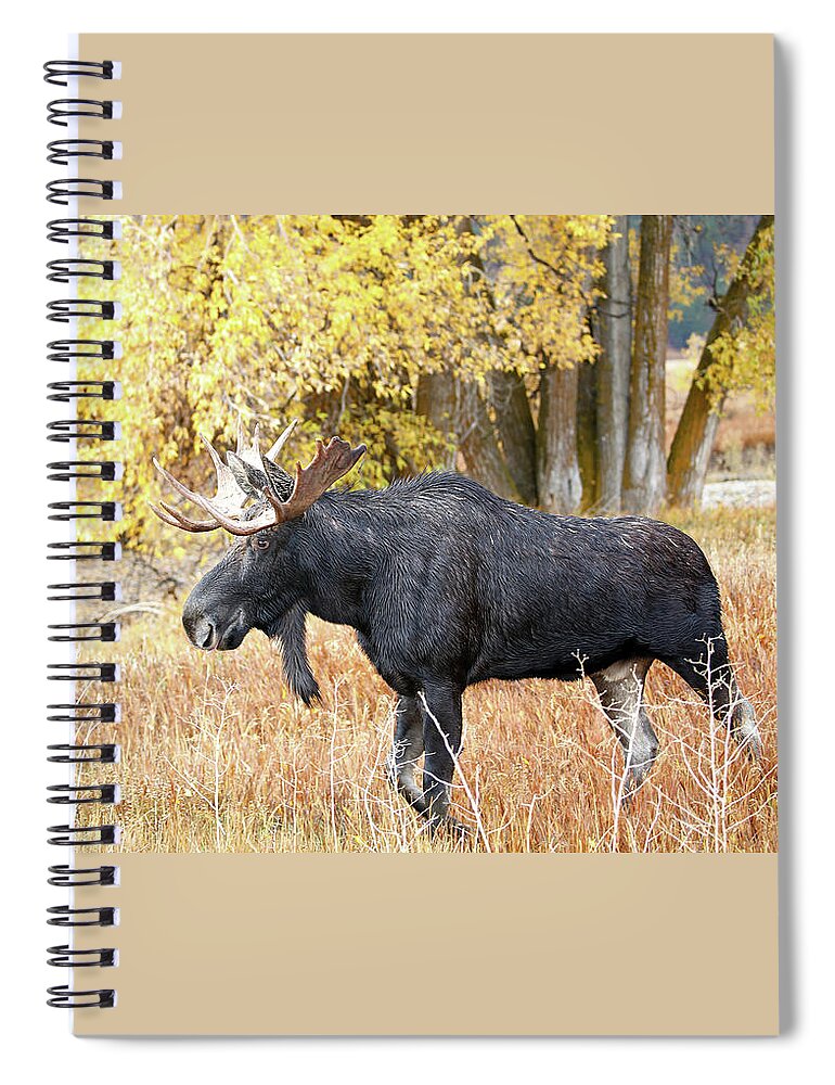 Bull Spiral Notebook featuring the photograph 2021 Bull Moose Seven #1 by Jean Clark
