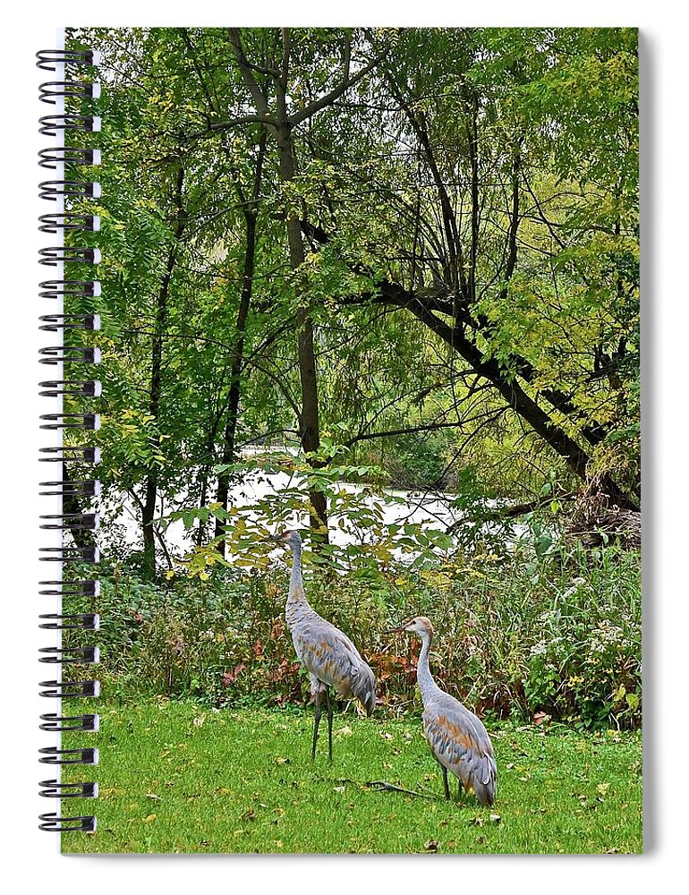 Sandhill Crane; Backyard; Birds; Spiral Notebook featuring the photograph 2021 Fall Sandhill Cranes 8 by Janis Senungetuk