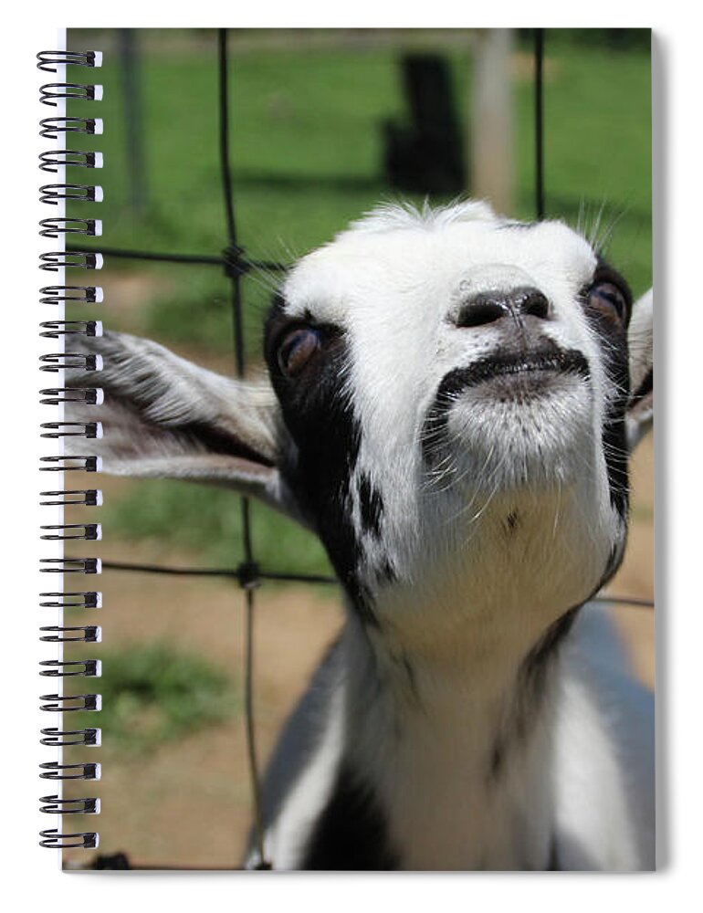 Goat Spiral Notebook featuring the photograph A Goat's Smile by Demetrai Johnson