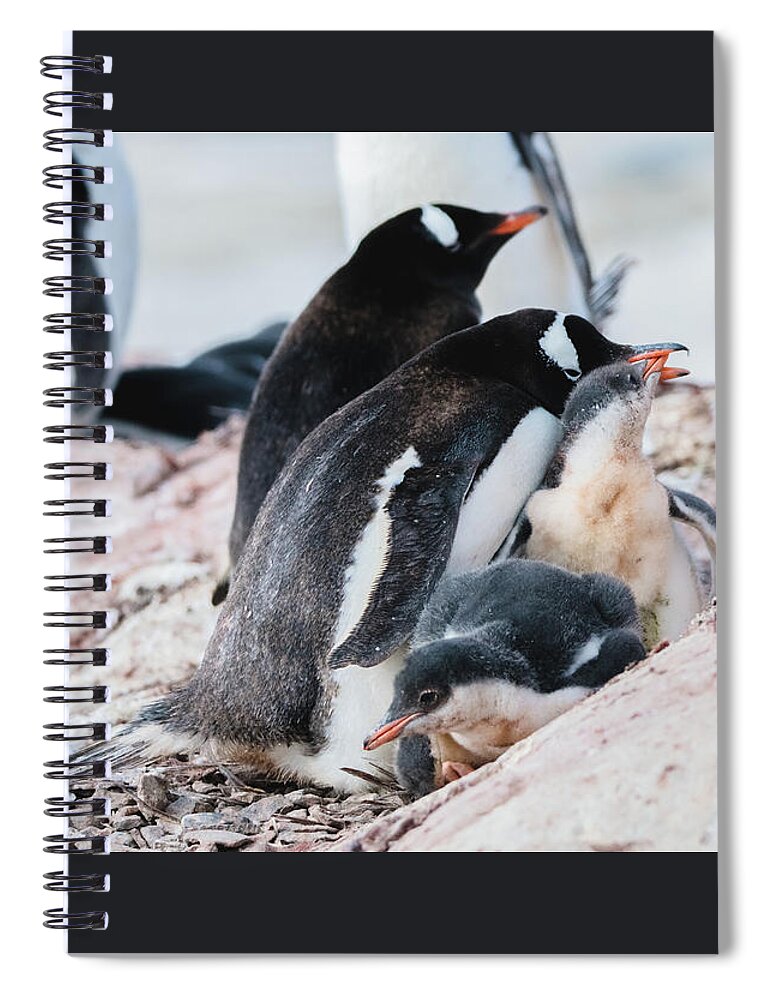 04feb20 Spiral Notebook featuring the photograph All in the Family by Jeff at JSJ Photography