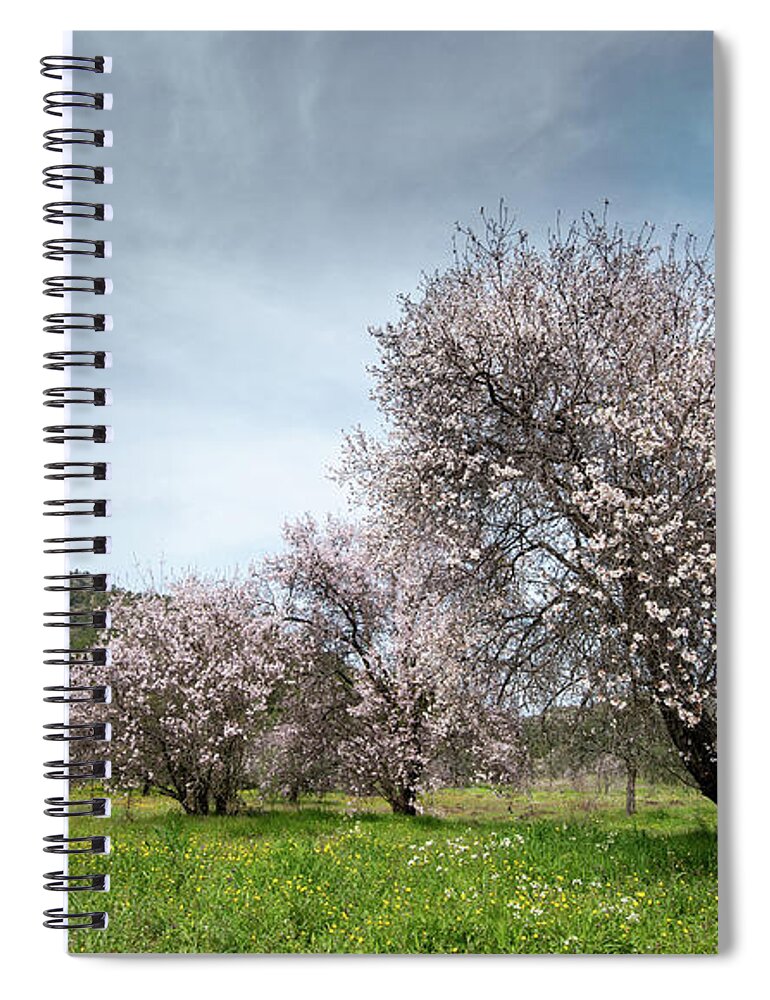Spring Spiral Notebook featuring the photograph Almond trees bloom in spring against blue sky. #2 by Michalakis Ppalis