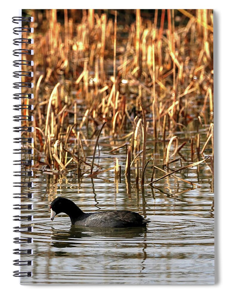 American Coot Spiral Notebook featuring the photograph American Coot #1 by Robert Harris
