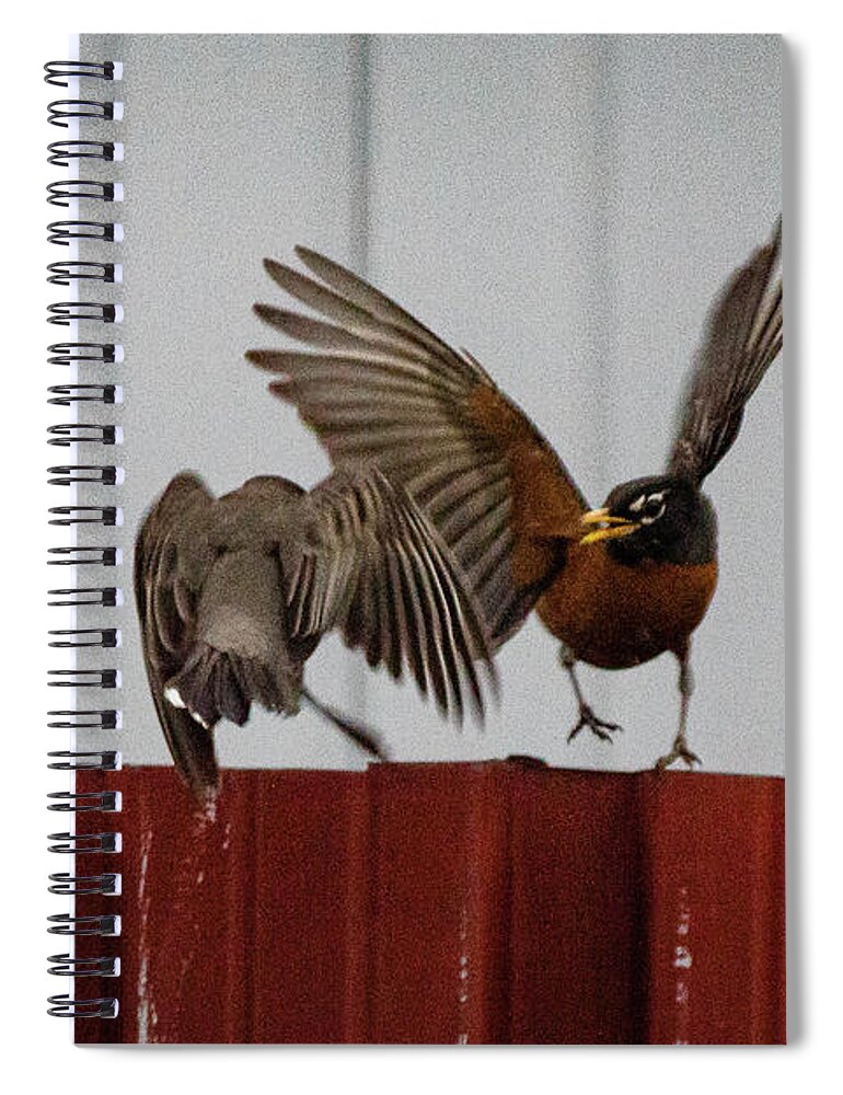 No People Spiral Notebook featuring the photograph American Robins aerial fight #1 by SAURAVphoto Online Store
