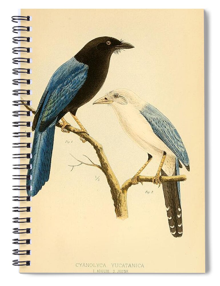 Prints Of Birds Spiral Notebook featuring the mixed media Antique Bird Illustrations #1 by World Art Collective