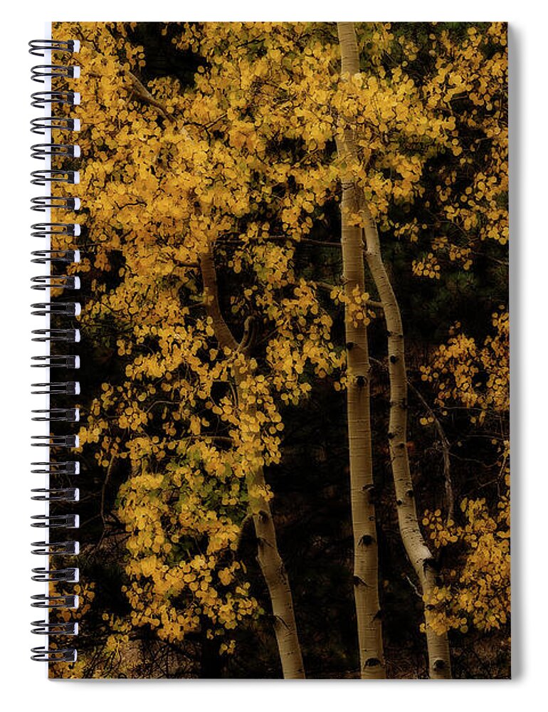 Co Spiral Notebook featuring the photograph Aspens in sunlight #1 by Doug Wittrock