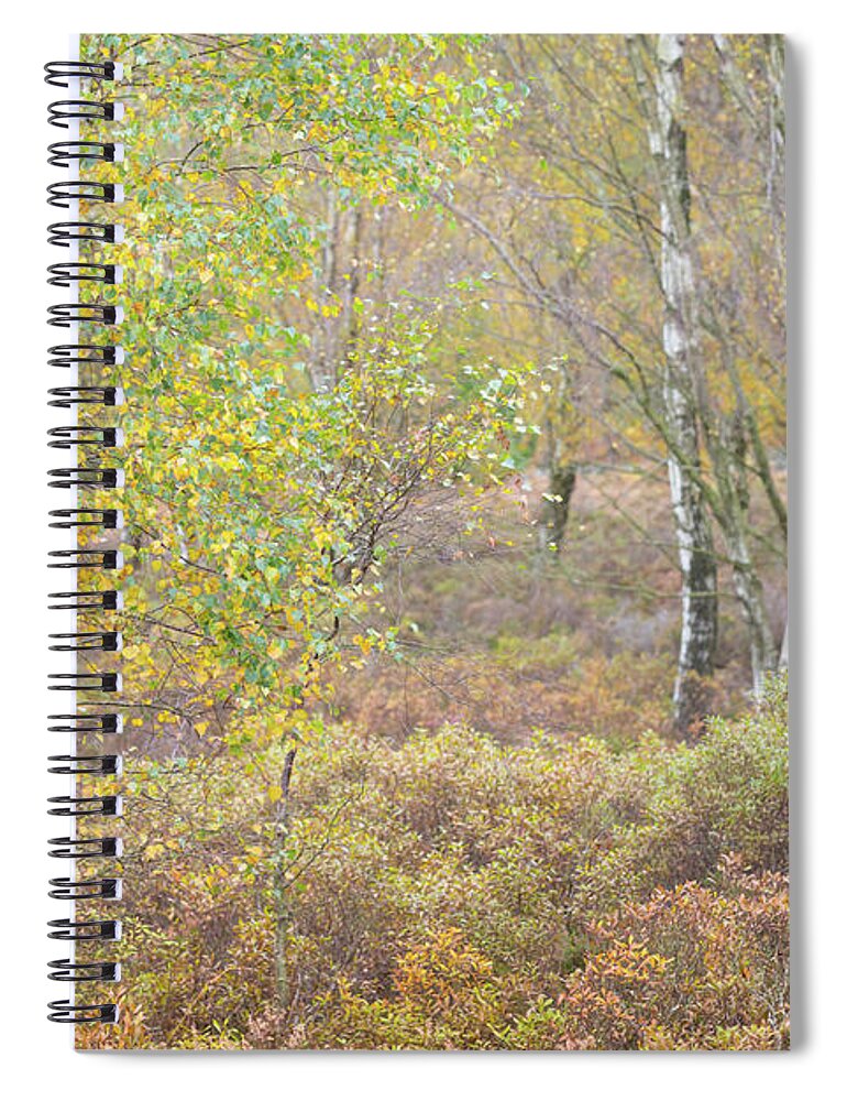 Autumn Spiral Notebook featuring the photograph Autumn with bilberries, bracken and silver birch trees #1 by Anita Nicholson