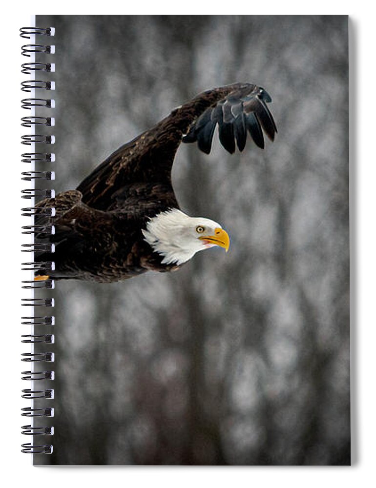 Bald Eagles Spiral Notebook featuring the photograph Bald Eagle #1 by Patrick Boening