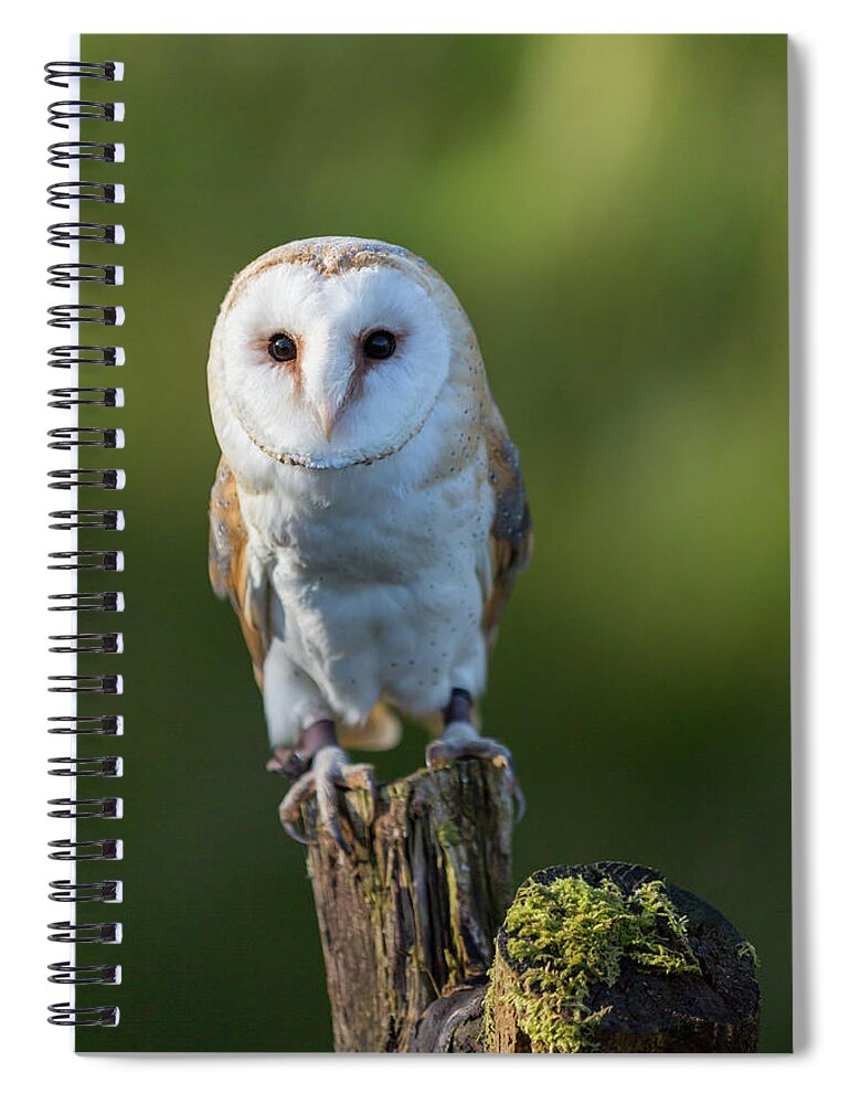 Barn Owl Spiral Notebook featuring the photograph Barn Owl #2 by Anita Nicholson