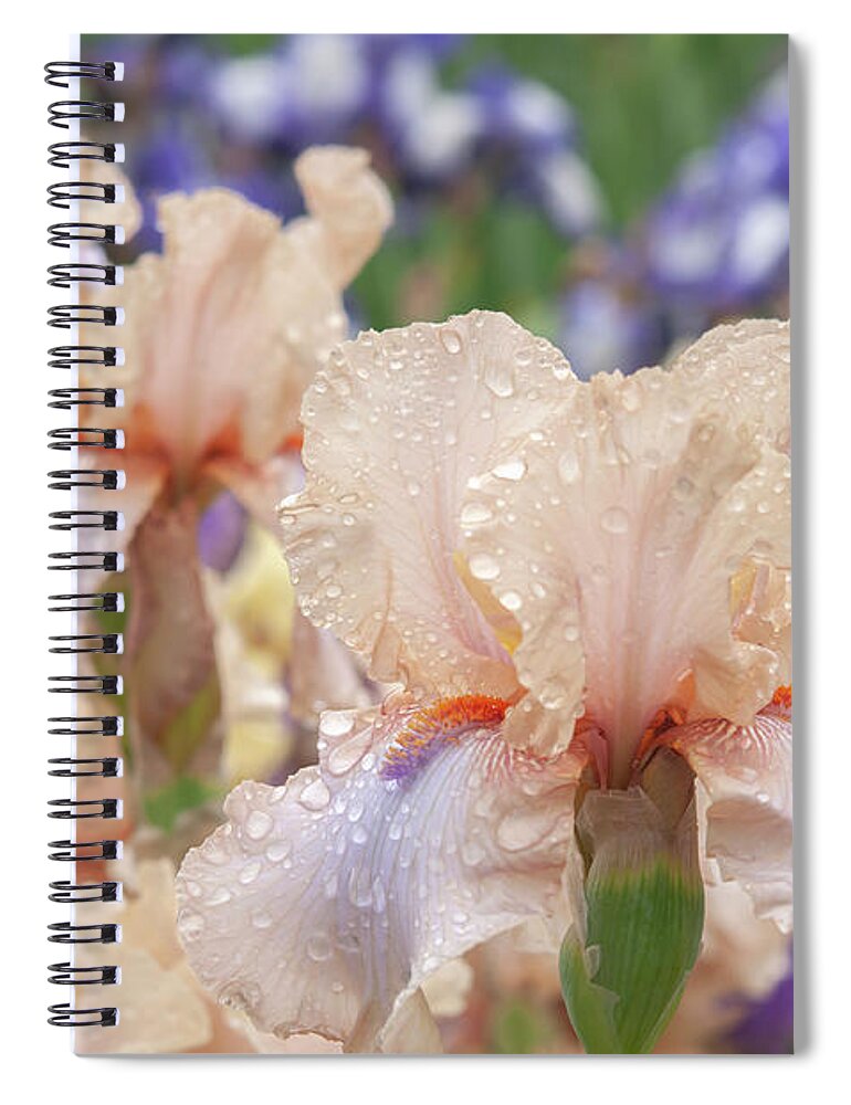 Jenny Rainbow Fine Art Photography Spiral Notebook featuring the photograph Beauty Of Irises - Ballerina Pirouette #1 by Jenny Rainbow