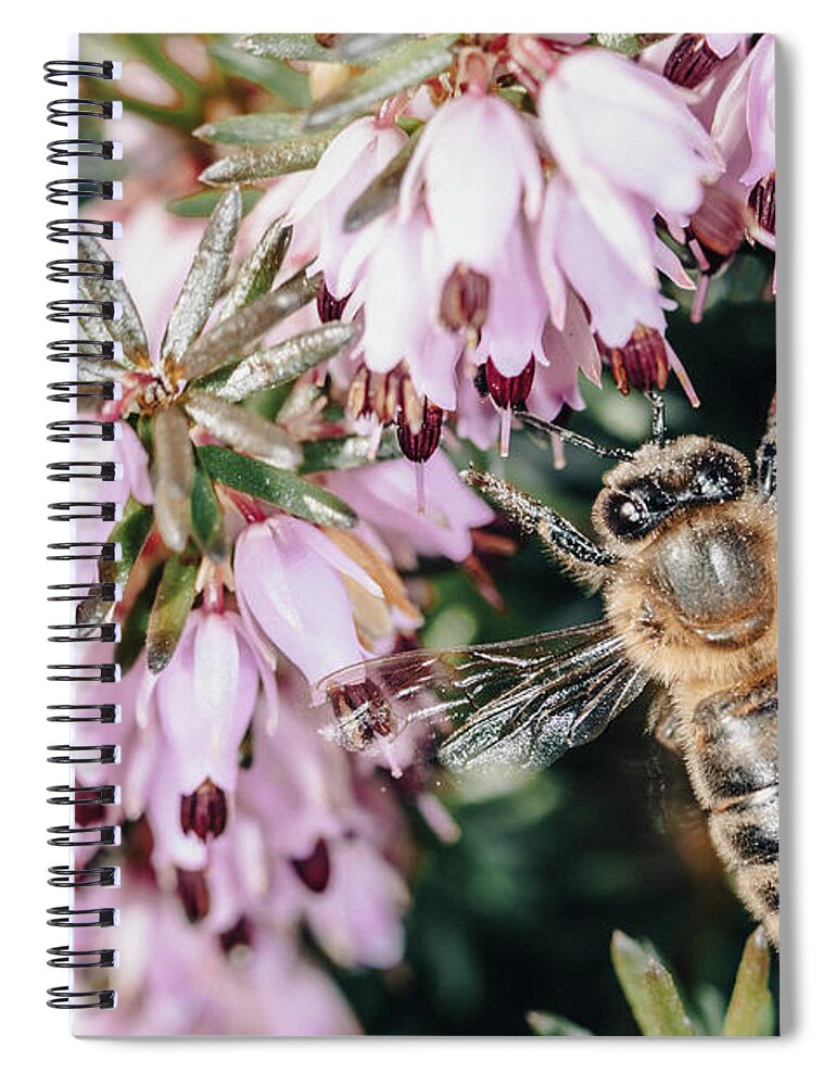 2018 Spiral Notebook featuring the photograph Bee on a Flower #1 by Benoit Bruchez