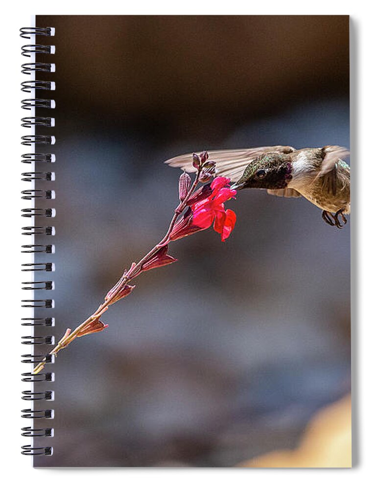 Birds Spiral Notebook featuring the photograph Black-chinned Hummingbird by Frank Madia