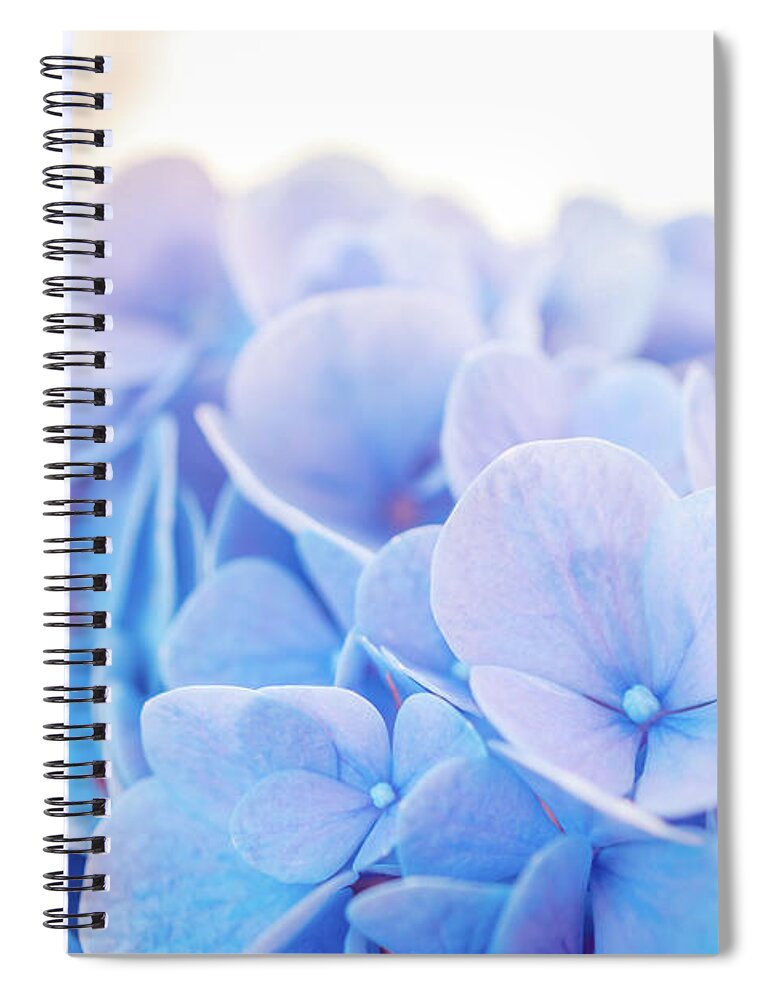 Blue Hydrangea Spiral Notebook featuring the photograph Blue Hydrangea a by Lilia S