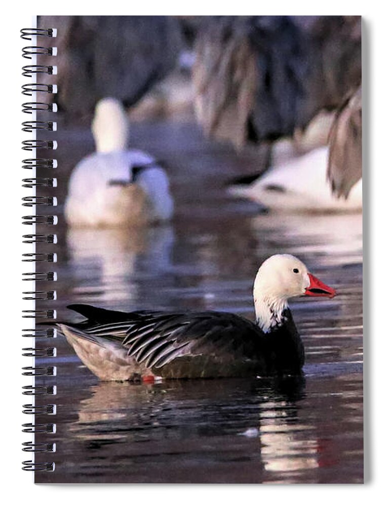 Goose Spiral Notebook featuring the photograph Blue Phase Snow Goose #1 by Robert Harris