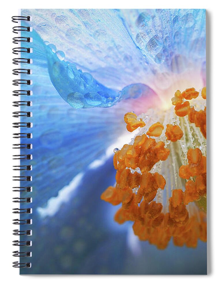 Himalayan Blue Poppies Spiral Notebook featuring the photograph Blue Poppy #1 by Louise Tanguay
