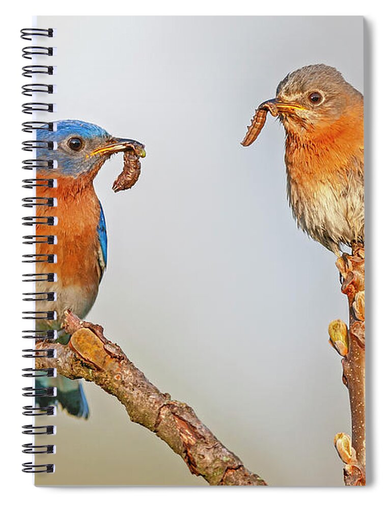 Bluebirds Spiral Notebook featuring the photograph Bluebirds In love #1 by Susan Candelario