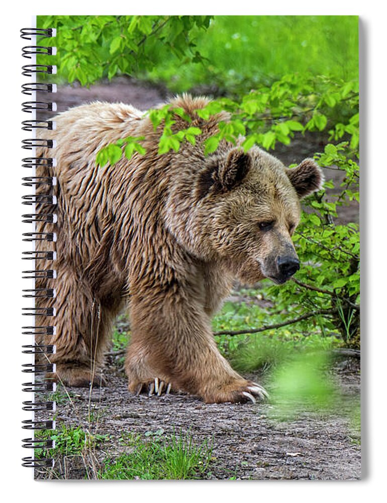 European Brown Bear Spiral Notebook featuring the photograph Brown Bear in Forest #1 by Arterra Picture Library